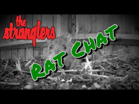 JJ & Baz - Rat Chat #7