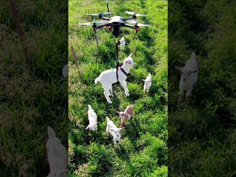 drone attack on goat #goat #drone #attack #youtube #youtubeshorts