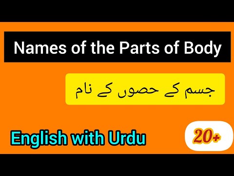 Parts of the body name | Parts of the body name in English |