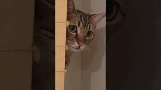 Who Are You, Really?#cat #catlovers #funny