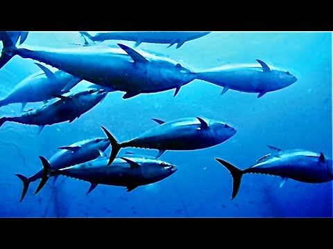 Documentary: Blue Fin Tuna UK