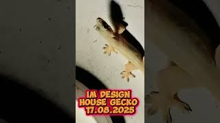 IM Design : bug Hunter : #สัตว์โลกน่ารัก #shorts #น้องจิ้วจก #cuteanimals