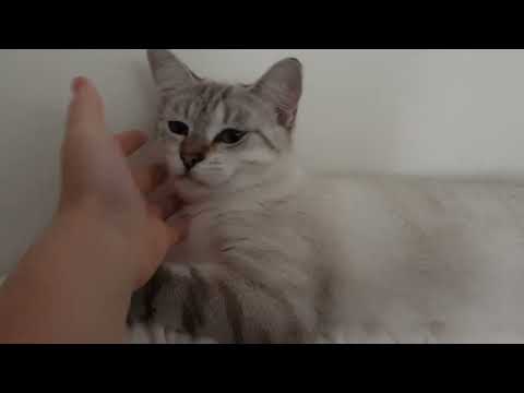 My Kittens Are So Cute Sometimes