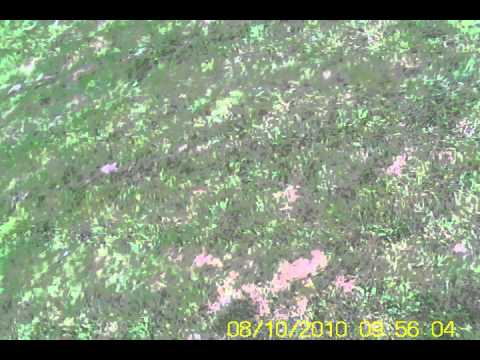 Royston Club key Camera 2 Trex 450 flying!