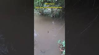 Mancing jaring kolong di spot andalan nila babon