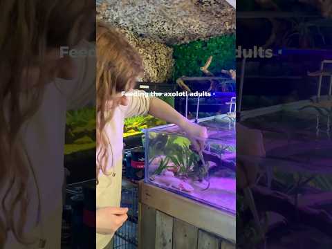 Axolotls love worms for breakfast 🪱#axolotl #axolotls #aquarium