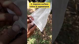 Horticulture Fruit bagging #fruitbag #agribusiness