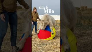 My cow has a funny life