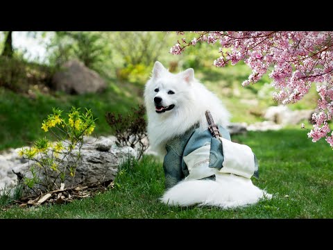 এই ভিডিওতে রোমান্টিক কিছু দৃশ্য আছে আপনারা দেখুন ভিডিওটা শেষ পর্যন্ত দেখবেন#love #newsong #song#song