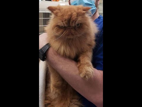 Funniest Cats & Dogs Compilation Ever! Try Not to Laugh Challenge