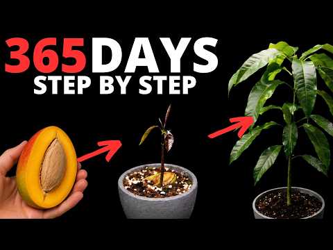 How to Grow a Mango Tree from Seed at Home (Step-by-Step)