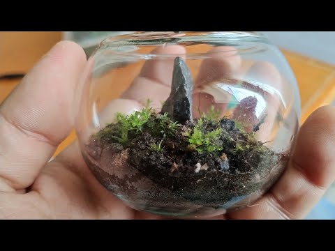 Making a Micro Moss Terrarium 🏞️