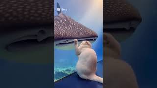 🐱✨ When a Tiny Cat Meets a Giant Whale Shark... Magic Happens! 🌊💙#CatMeetsWhaleShark #OceanMagic