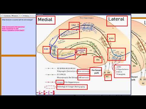 Learning the anatomy of the hippocampus with occlusion tests and neural review in SuperMemo 19