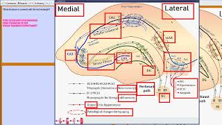 Learning the anatomy of the hippocampus with occlusion tests and neural review in SuperMemo 19