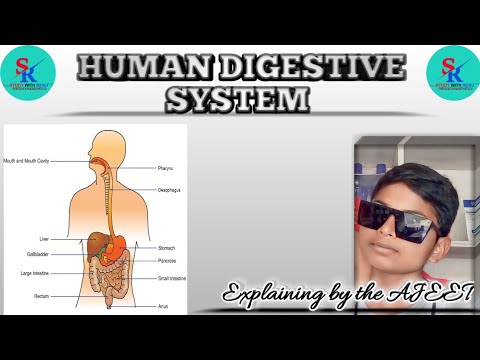 HUMAN DIGESTIVE SYSTEM By AJEET