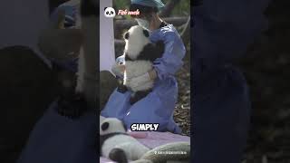 nanny and baby panda #panda  #pandalife #cute