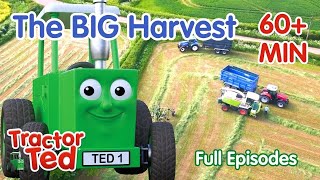 The BIG Harvest Compilation | Tractor Ted Full Episodes