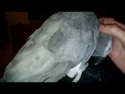 soppy parrot loves scratches