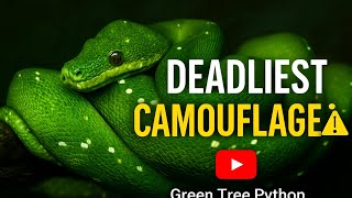 Deadliest Camouflage in Nature – Green Tree Python in Action!  #snake #camouflage #wildlifeshorts