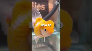 Debunking the Myth: The Surprising Truth About Goldfish Memory!