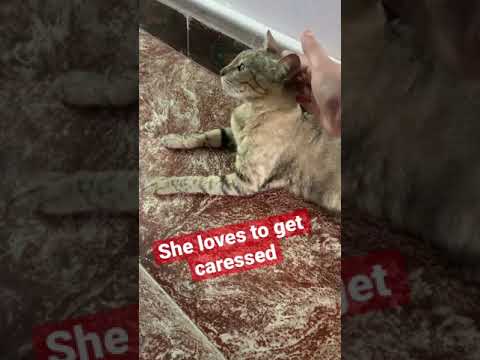 Cute cat loved being caressed cutest cat kitty