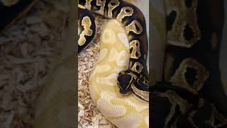 What do you think of these two? #snakes #ballpython #cute