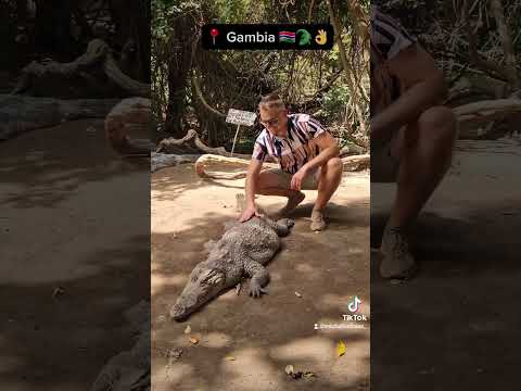 Gambia 🇬🇲 Crocodile Pool 🐊  #gambia #podróże #natura #krokodyle
