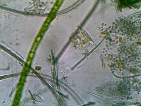 Vorticella at 400X Taken with Tucsen Microscope Camera Using TSView with Xvid Compression 2:30