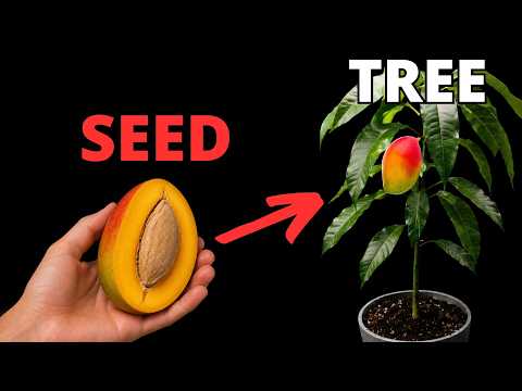 HOW To Grow Your Own Mango Tree at Home (Easy Method)
