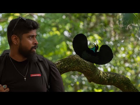 Paradise Riflebird at Mt. Glorious