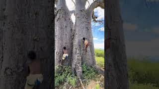 Hadzabe competition on climbing a baobab tree #hadzabetribe #africanstories