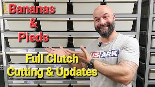Ball Pythons Hatching! Bananas & Pieds are Everyone's Favorites! Clutch Cutting and Updates