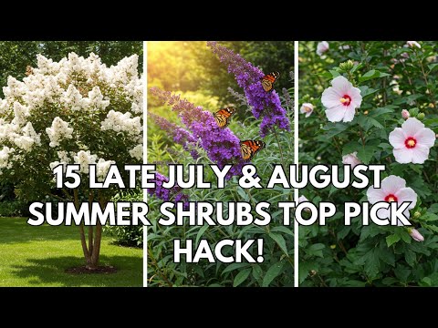  Late Summer Gardener’s Dream: 15 Late July & August Top Shrubs Pick!