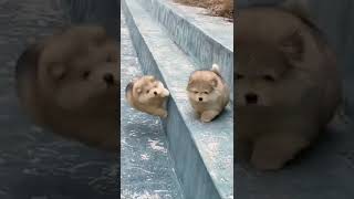 Funny cute Puppy falling down
