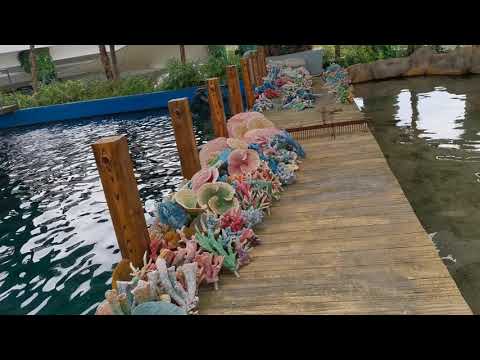 Aquarium update - Aquarium Daily Activity