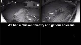 ChickenThief