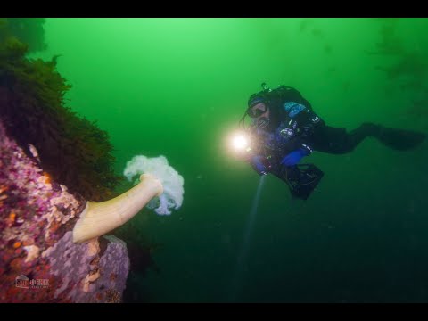Point Lobos Scooter Camera Dive