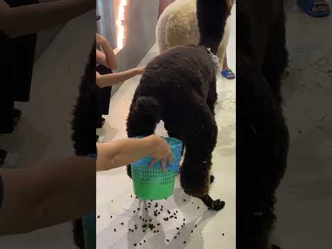 Alpacas that urinate and defecate in cafes.#alpaca #cafe #funny #animals #cute