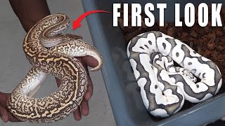 TOP 5 BALL PYTHONS That Blew Me Away - Showcase Serpents