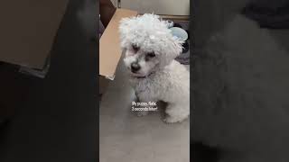 I take 2 steps forward, then the #furbaby messes it all up! #moving #newhome #dogmomlife🐾