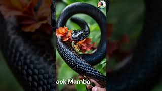 Snake Facts | Sabse Tez Saanp #pythonsofinstagram #cornsnake #photography #snaketattoo #pythonregiu