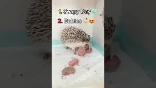 🦔Adorable BABY Hedgehog Moments ✨| Try Not To Laugh 😂 #shorts