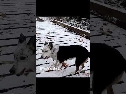 Maddy enjoying the snow (Reupload from old account) #winter #dog #cute