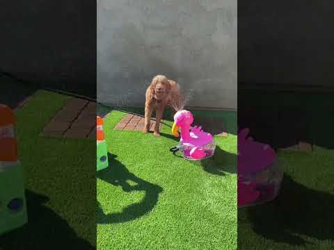 Funny Dog Playing With Water Sprinkler-AZ Goldendoodle #viral #funny #arizona #dog