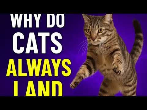Why Do Cats Always Land on Their Feet?