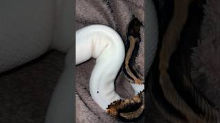🐍🤍#snake #viralvideo #foryou #reptiles #animals #fypシ#piedballpython