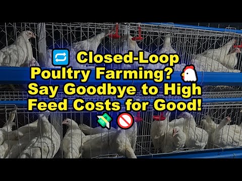 🔁 Closed-Loop Poultry Farming? 🐔 Say Goodbye to High Feed Costs for Good! 💸🚫