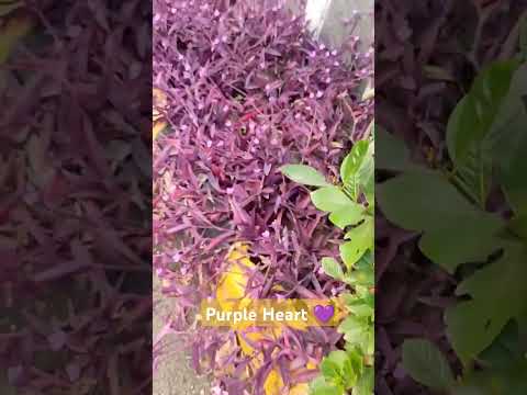 Purple heart plant #purpleheart #purpleheartplant #flowers #winterfloweringplant  #winterseason