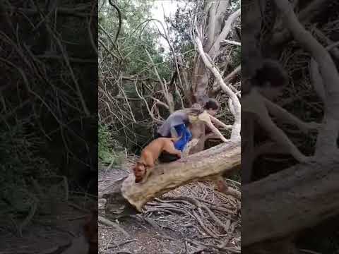 Tree climbing pup #doglovers #dog #staffy #activekids #activedog